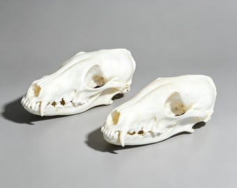 Cráneo de zorro limpio y blanqueado / De origen ético / Decoración para vitrina / Regalo de historia natural