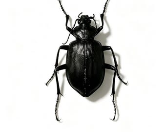 Riesiger Klickkäfer AI-Gütekriterium, 3,5-5 cm (1,4-2 Zoll), echtes Insektenpräparat, entomologische Dekoration, Sammlergeschenk.