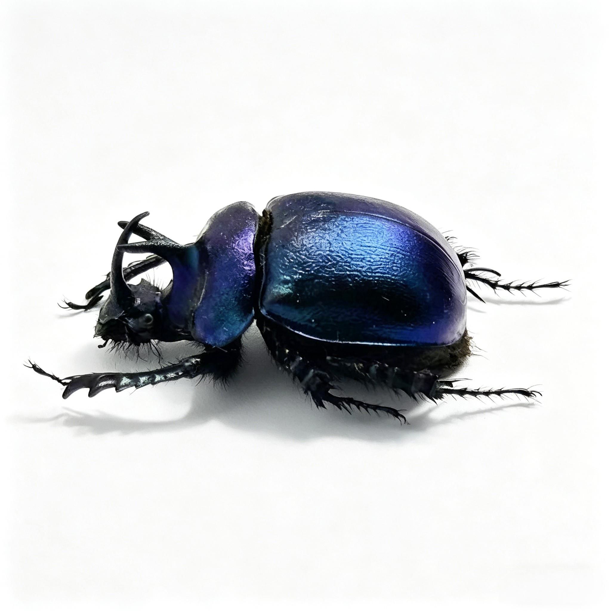 Dung Beetle Specimens - Etsy