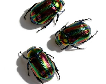 Un ejemplar auténtico de escarabajo: el escarabajo flor metálico (aprox. 2,4 cm).