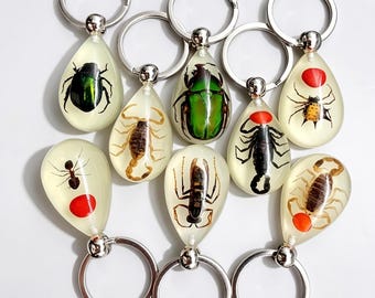 Sleutelhanger echte insectenspecimen, sleutelhanger harskever, schorpioenkever zeepaardje, eigenaardigheden natuurcadeau, entomologie tasbedel