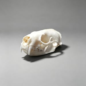 May include: A detailed, off-white animal skull with prominent teeth and eye sockets. The skull is positioned on a gray surface, casting a shadow. The skull's texture and bone structure are clearly visible.