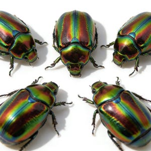 Ejemplares iridiscentes de escarabajo joya, insectos disecados reales para arte y exhibición.