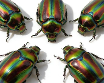 Ejemplares iridiscentes de escarabajo joya, insectos disecados reales para arte y exhibición.
