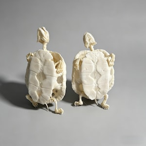 Puede incluir: Dos esculturas de caparazones de tortuga blanquecinos con extremidades y cabezas articuladas. Las esculturas están posadas como si caminaran, con sus cabezas y extremidades extendidas. Las conchas tienen una superficie texturizada sobre un fondo gris.