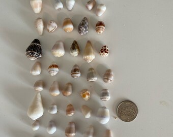 Assorted Hawaiian Cone Shells 45pcs