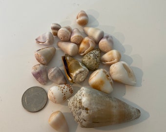 Hawaiian Cone Shells 20pcs