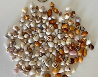 Lot of Tiny Hawaiian Cone Shells