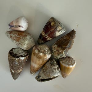May include: A collection of eight seashells in various shades of brown, white, and purple. The shells are mostly cone-shaped with some having a more rounded shape.