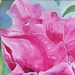 see more listings in the watercolor section