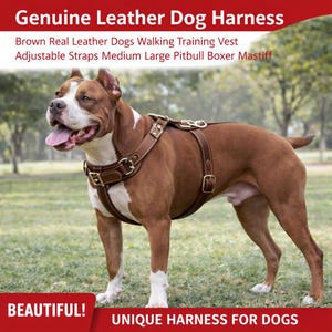 May include: A brown leather dog harness with adjustable straps, suitable for medium to large breeds. The harness is displayed on a brown and white dog, with text that reads "Genuine Leather Dog Harness" and "Unique Harness for Dogs."