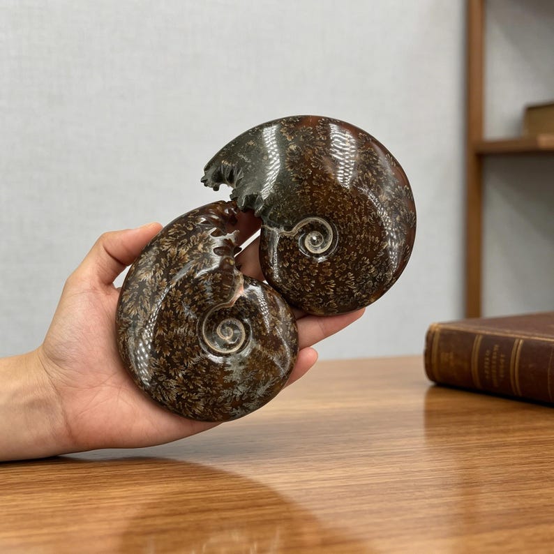 Polished Ammonite Fossil Natural Fossil Specimen Crystal Healing Home Decor Quartz Gifts +Free Base image 9