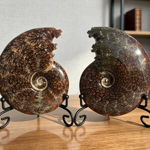 May include: Two polished ammonite fossils with intricate, branching suture patterns in shades of dark brown and tan. Each fossil is displayed upright on a black metal wire stand, showcasing the spiral shell structure and natural mineralized details.
