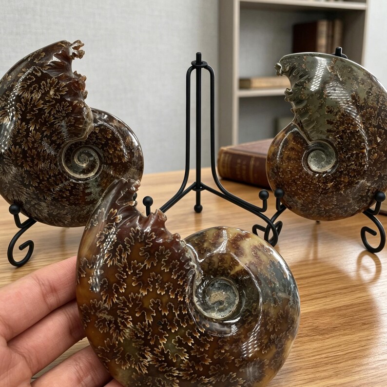 May include: Three polished ammonite fossils featuring intricate, fern-like suture patterns in shades of brown, tan, and cream. Two of the fossils are displayed on black metal stands, while the third is held in the foreground, showing its spiral shape.