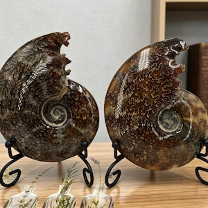 May include: Two polished brown ammonite fossils with intricate, cream-colored, leaf-like suture patterns. Each fossil is displayed upright on a black metal wire stand, showcasing a spiral shell structure with a smooth, glossy, reflective surface.