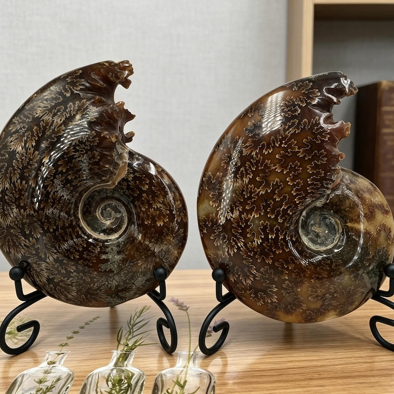 May include: Two polished brown ammonite fossils with intricate, cream-colored, leaf-like suture patterns. Each fossil is displayed upright on a black metal wire stand, showcasing a spiral shell structure with a smooth, glossy, reflective surface.