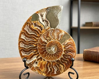 Polished Ammonite Fossil Natural Fossil Specimen Crystal Healing Home Decor Quartz Gifts +Free Base