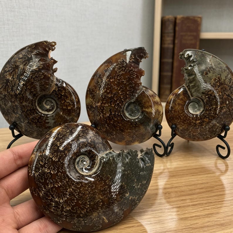 Polished Ammonite Fossil Natural Fossil Specimen Crystal Healing Home Decor Quartz Gifts +Free Base image 19