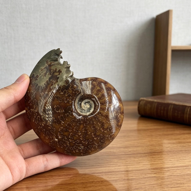 May include: A polished ammonite fossil featuring a spiral shell with intricate, branching suture patterns in shades of deep brown, tan, and cream. The fossil has a smooth, glossy surface and a distinct, coiled shape with a jagged, broken edge.