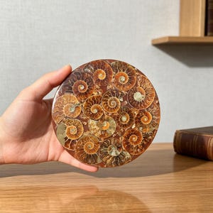 May include: A circular polished stone slab featuring a dense mosaic of multiple fossilised ammonite shells. The ammonites display intricate spiral patterns in shades of amber, brown, and cream, embedded within a dark, smooth, reddish-brown matrix.