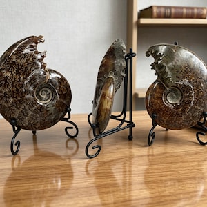 May include: Three polished brown ammonite fossils displayed on black metal stands. Each fossil features a spiral shell structure with intricate, branching suture patterns in shades of dark brown, tan, and cream, showcasing natural geological textures.