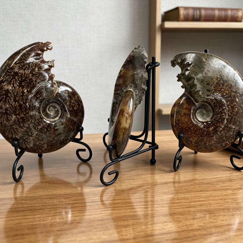 May include: Three polished brown ammonite fossils displayed on black metal stands. Each fossil features a spiral shell structure with intricate, branching suture patterns in shades of dark brown, tan, and cream, showcasing natural geological textures.