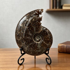 May include: A polished brown ammonite fossil featuring intricate, cream-colored fern-like suture patterns across its spiral shell. The fossil is displayed upright on a black metal stand with curved legs, showcasing its natural texture and form.