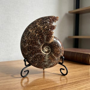 May include: A polished brown ammonite fossil with intricate, cream-colored fern-like suture patterns across its spiral shell. The fossil is displayed upright on a black metal wire stand with curled feet, showcasing its natural texture and form.