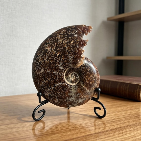 Polished Ammonite Fossil Natural Fossil Specimen Crystal Healing Home Decor Quartz Gifts +Free Base