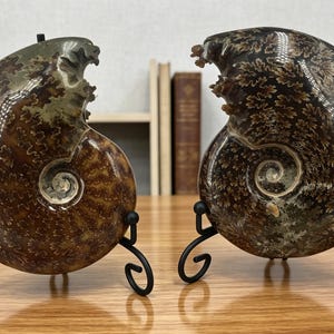 May include: Two polished ammonite fossils displayed on black metal stands. Each fossil features a dark brown, spiral shell with intricate, light-colored, fern-like suture patterns visible across the surface. The fossils are positioned side by side.