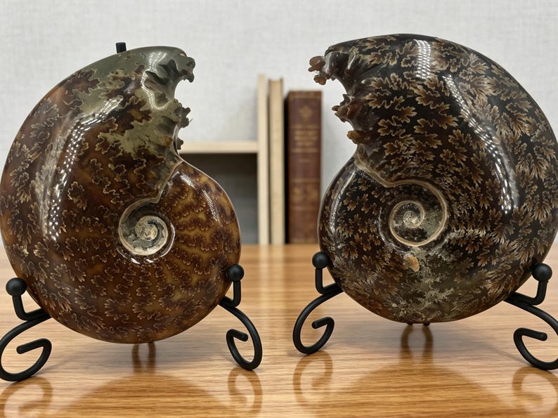 May include: Two polished ammonite fossils displayed on black metal stands. Each fossil features a dark brown, spiral shell with intricate, light-colored, fern-like suture patterns visible across the surface. The fossils are positioned side by side.