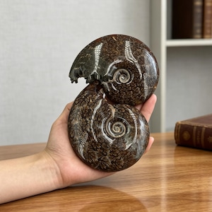 May include: A polished dark brown ammonite fossil specimen featuring intricate, light-colored fern-like patterns across its spiral shell surface. The fossil displays a smooth, glossy texture with a distinct coiled structure and visible chambers.