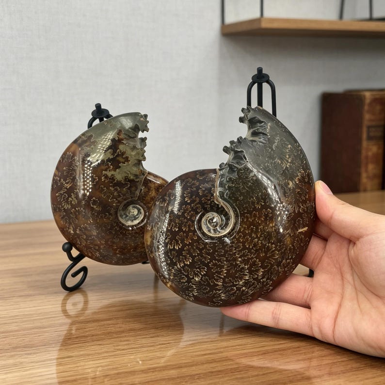 May include: Two polished ammonite fossils with dark brown and tan spiral patterns. One fossil is displayed on a black metal stand, while the other is held, showcasing the intricate, branching suture lines and the smooth, glossy surface texture.