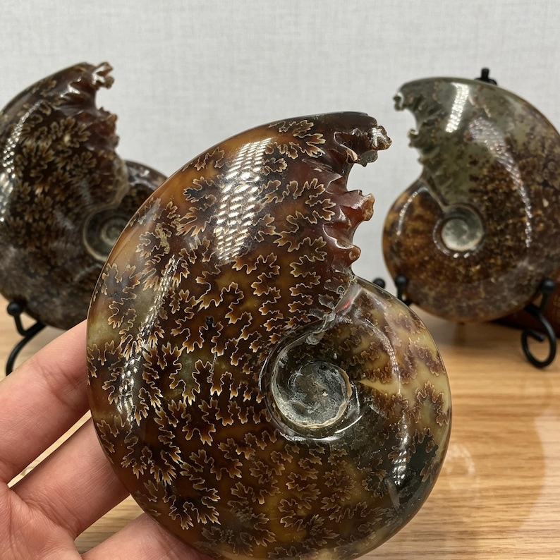 May include: A polished brown ammonite fossil featuring intricate, leaf-like suture patterns across its spiral shell. The fossil has a smooth, glossy surface with deep amber and dark brown tones, showcasing the natural organic geometry of the specimen.