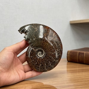 May include: A polished, spiral-shaped ammonite fossil featuring a dark brown and black exterior with intricate, light-colored, fern-like suture patterns throughout the shell. The fossil has a smooth, glossy finish and a distinct coiled structure.