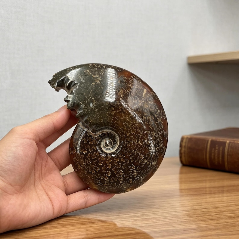 May include: A polished, spiral-shaped ammonite fossil featuring a dark brown and black exterior with intricate, light-colored, fern-like suture patterns throughout the shell. The fossil has a smooth, glossy finish and a distinct coiled structure.
