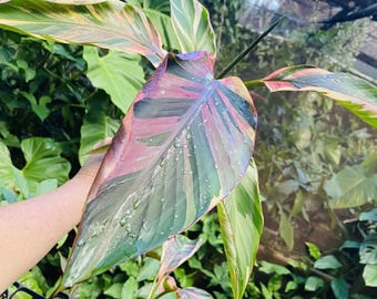 Musa Nono Pink Variegated Banana Plant | Rare Tropical Foliage with Platycerium Certificate