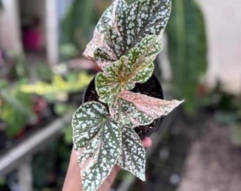 ベゴニア スノーキャップ 斑入り観葉植物 | 希少な熱帯植物 | 植物検疫証明書付き | EshopByParichat