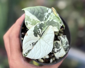 Pianta variegata Alocasia Melo / Rara Alocasia gioiello, fogliame tropicale dalla consistenza particolare (Certificato fitosanitario)