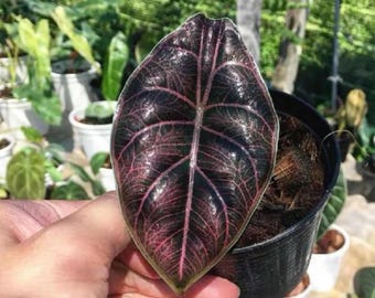 Pink Alocasia Azlanii Variegated Red Mambo Plant | Phytosanitary Certificate | EshopByParichat