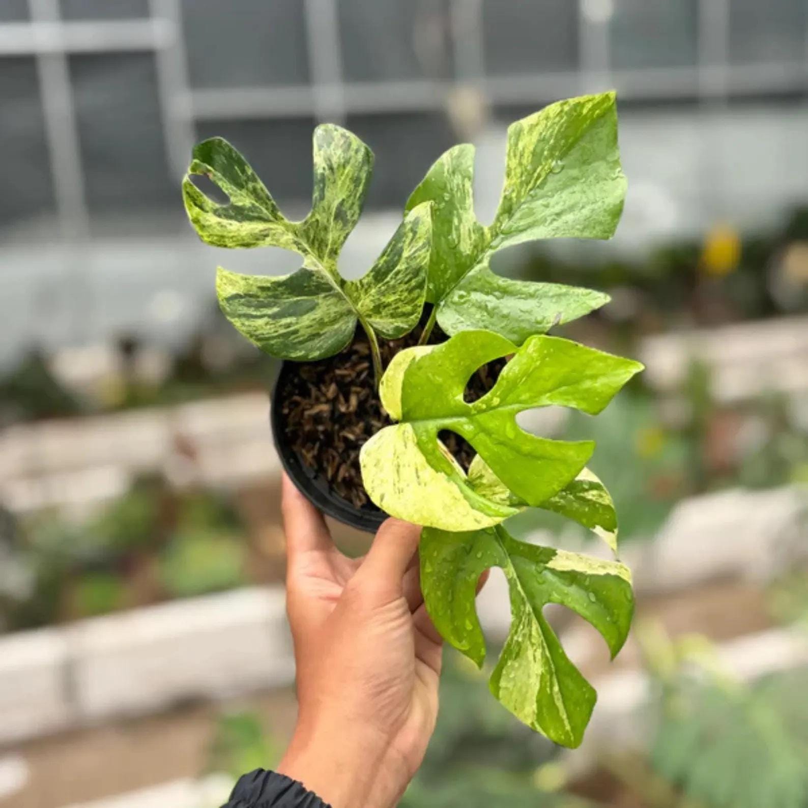 Monstera green snow - Etsy 日本