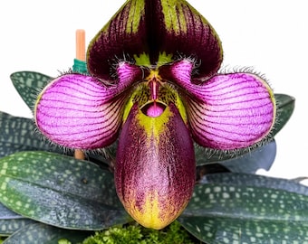 Paphiopedilum Rungsuriyanum Orchid | Rare Lady Slipper Plant | Bloom Size Tropical Houseplant | EshopByParichat