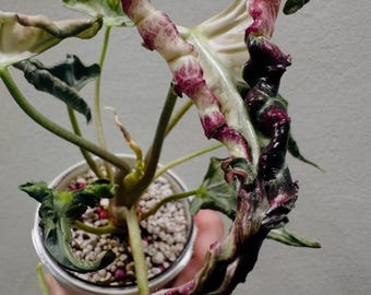 Alocasia Loco, planta viva variegada / Arácea tropical rara de interior (certificado fitosanitario)