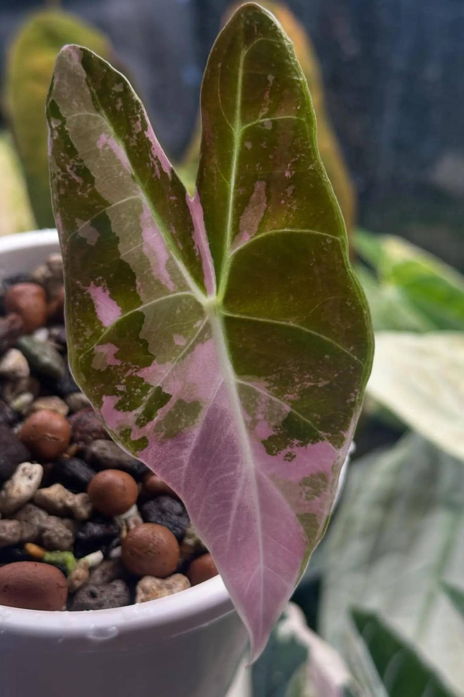 Alocasia watsoniana pink variegated - Etsy 日本