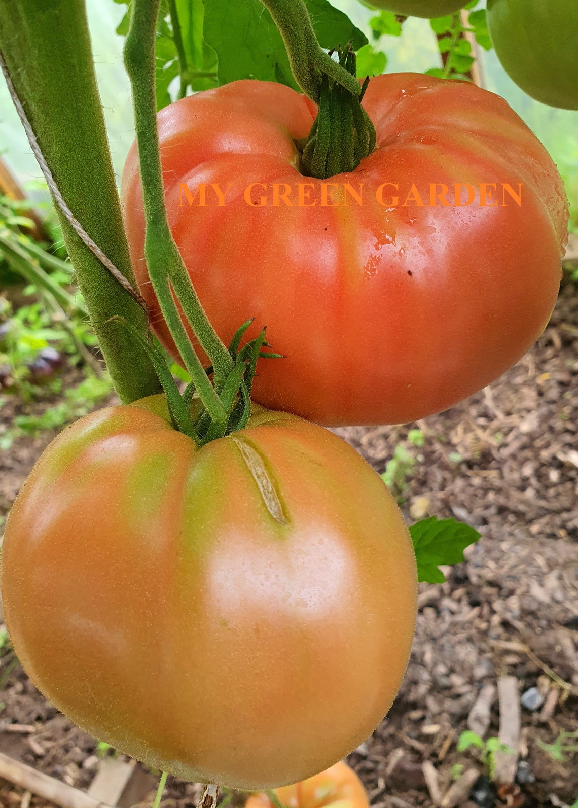 10 JAPONES Tomato Organic Seeds Японка Yaponka Japonaise Etsy UK