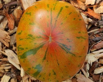 May include: A large, ripe tomato with a green, yellow, and red striped pattern. The tomato is sitting on a bed of wood chips.