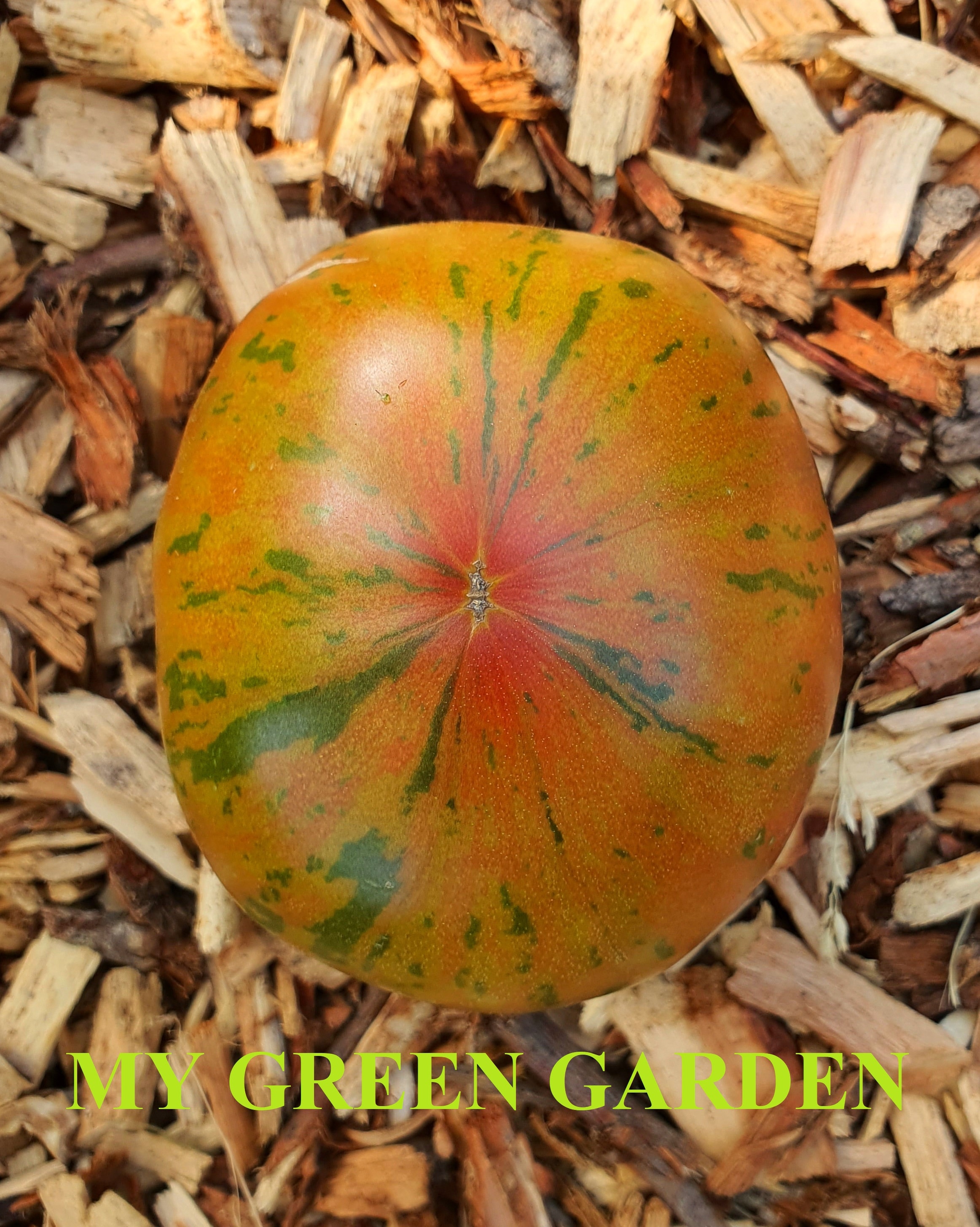Indeterminate bio 10 ANANAS ZEBRA Tomato Organic Seeds \u2013 Ananas Zebra \u0410\u043d\u0430\u043d\u0430\u0441 \u0437\u0435\u0431\u0440\u0430 Organic Heirloom Tomato Seeds Non GMO