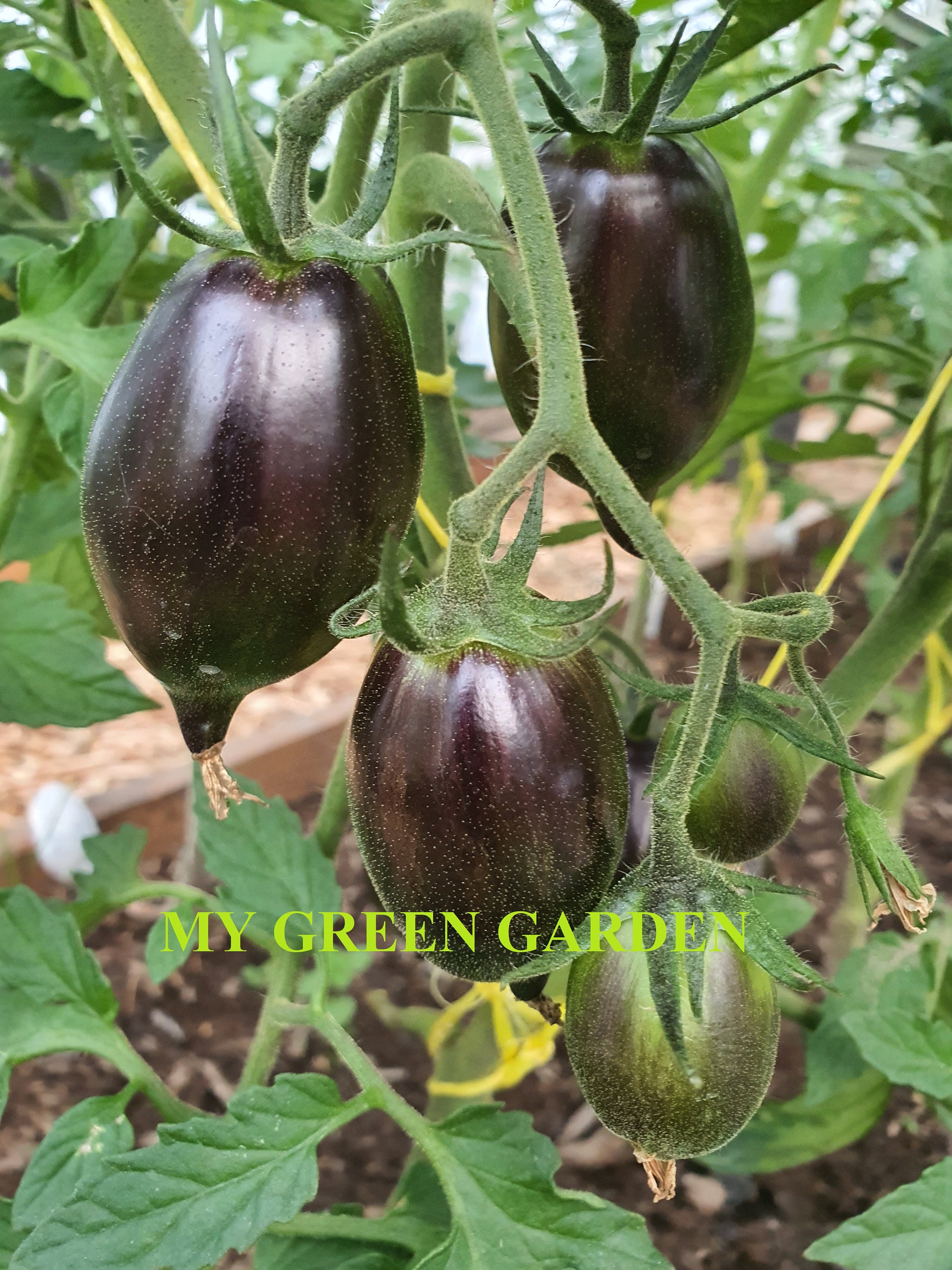 10 GARGAMEL Tomato Organic Seeds Gargamel, Гаргамель, Tomatensamen, Non