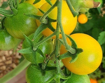 15 GOLDKRONE Tomatensamen Bio - Goldkrone, Kirschtomaten, Tomatensamen, Non GMO, Bio Heirloom Tomatensamen, bio, UNBESTIMMT