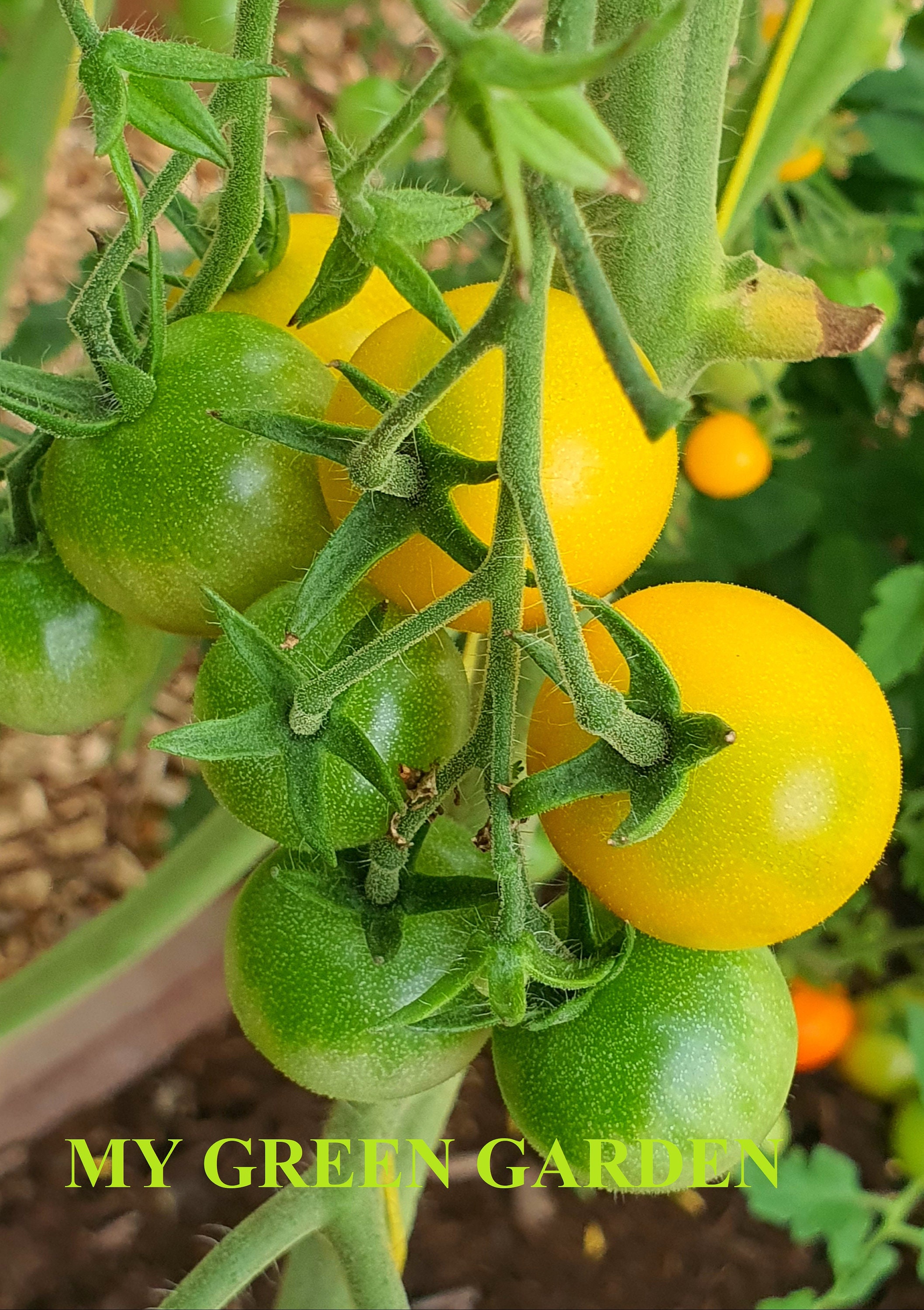 15 GOLDKRONE Tomato Organic Seeds Goldkrone, Cherry Tomatoes, Tomatensamen,  Non GMO, Organic Heirloom Tomato Seeds, Bio, INDETERMINATE -  Israel
